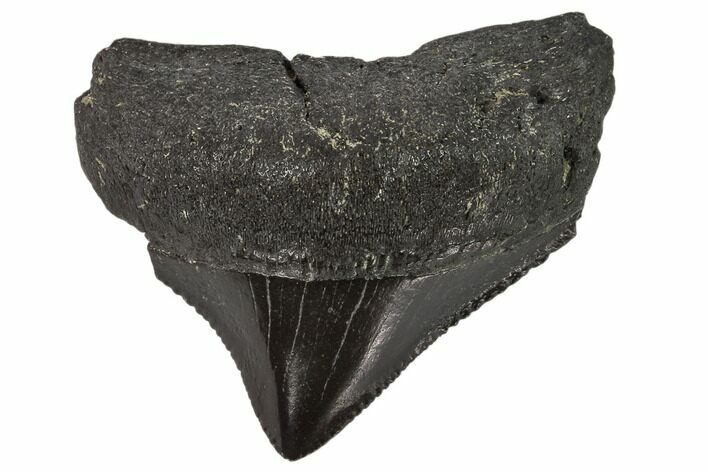 Juvenile Megalodon Tooth - Georgia #115725